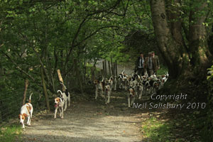 Coniston Hounds photography by Betty Fold Gallery